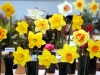 The 84th West Cornwall Spring Show organised by The West Cornwall Horticultural Society in St JohnÕs Hall Penzance. A fine display of daffodils. Pic by Roger Pope/CIOSP